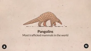 Pangolins: Most trafficked mammals in the world