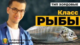 Тип хордовые. Класс хрящевые и костные рыбы.