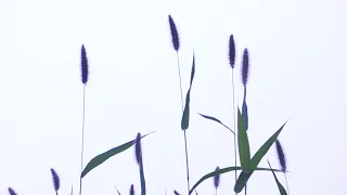 Setaria viridis - Nature Relaxation (17 seconds)