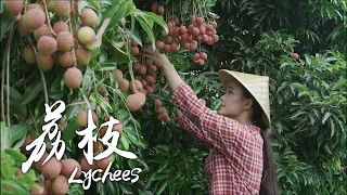 「One Fruit for A Table」- Lychees grown alongside the banks of Salween River