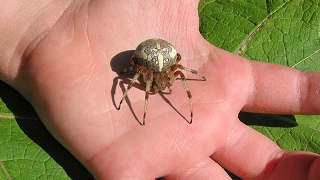 Паук-крестовик Araneus diadematus