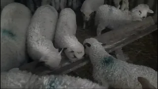 Furaj granulat   pentru  creștere  dau la mieii  🐑🐑🐏🐑🐑