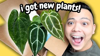 I BOUGHT NEW PLANTS! 😮 Plant Unboxing | The Prop Studio TO 🌱 Anthuriums & Alocasias | Houseplants
