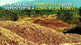 16 Years After They Dump Orange Peels In Forest, They Go Back  Here’s What It Looks Like Today