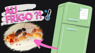Mes fourmis sont au FRIGO : diapause et problèmes…