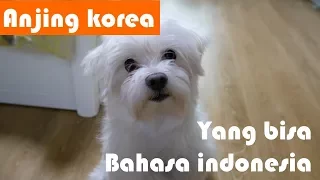aku coba pakai bahasa indonesia kepada anjing korea