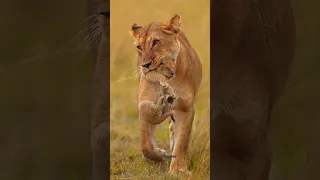Mother Love | "In the animal kingdom, a mother's love is fierce and unwavering #animals #mother ❤️