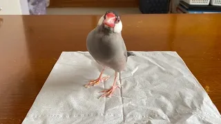 ミカンを貰える喜びが大爆発する文鳥の行動が可愛すぎる　java sparrow