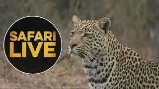 safariLIVE - Sunset Safari - August 9, 2018