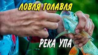 Ловля голавля в Тульской области. Река Упа.