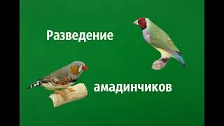 Разведение зебровых амадинов .