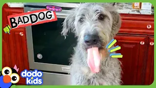 Why Does This GIANT Dog Keep Sitting On Everybody?! | Dodo Kids | Bad Boys & Girls