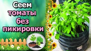 🍅ПРОСТЕЙШИЙ СПОСОБ ВЫРАЩИВАНИЯ ТОМАТОВ БЕЗ ПИКИРОВКИ!!!