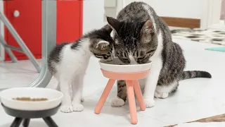 The Rescued Kitten Pushed His Head into a Bowl to Eat the Big Cat's Food │ Episode.17