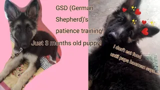 Baby German Shepherd is soo patient! | see how she waits for commands! | her name is Cleo |