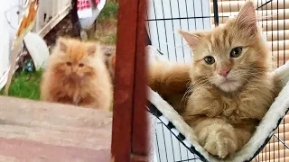 Hungry Stray Kitten Sneaks Into Women's Yard And Asks To Be Adopted