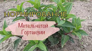 Обрезка метельчатой гортензии летом - нормирование. Черенкование побегов 🌿