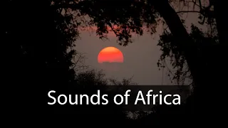Dark night in the African savanna - Sounds of nature