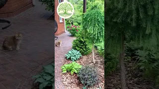 Landscaping of a small area.