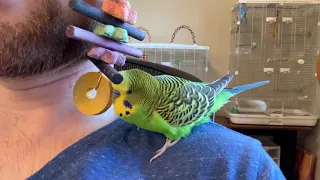 INSANE budgie/parakeet talks endlessly to his yellow disk toy