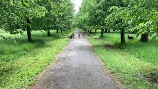 Park Židlochovice - Mufloní stádo vidí blížícího se psa