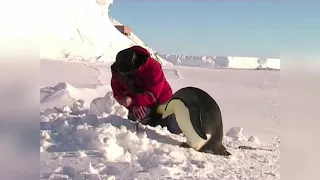 Retrovideo. Penguin on a Fishing Trip