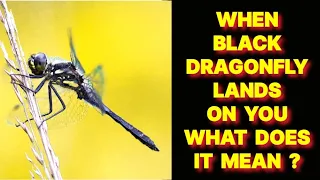 WHEN A BLACK DRAGONFLY LANDS ON YOU WHAT DOES IT MEAN ?