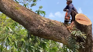 High risk... Cut the leaning tree !!