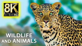Ultimate Wild Animals Collection in 8K ULTRA HD - Wildlife & Animals Relaxing Music