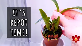 Small Cattleya Orchid outgrew her pot! - It's repot time!