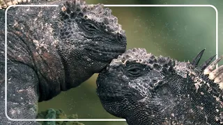 How The Marine Iguanas Survive The Extreme Galapagos Islands | Vanishing Dragons | The Reptile Room
