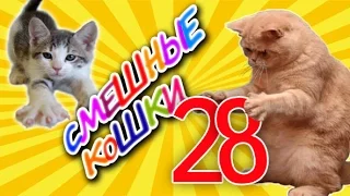 Смешные кошки 28 ● Приколы с животными 2015 - Коты ● Funny cats vine compilation - Part 28