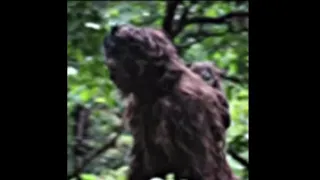 Canada Sasquatch Cell Phone Bigfoot Photo