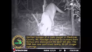 Michigan DNR: Verified Footage Of a Male Cougar in Mackinac County