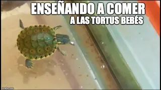 ¿como alimentar tortugas bebés?