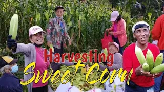 Harvesting Sweet Corn : San Jose Chapter Farmers Association