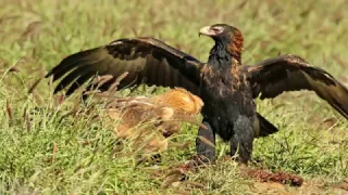 The Pale golden Wedge-tailed Eagle Youngster (Aquila audax)  -  silent version