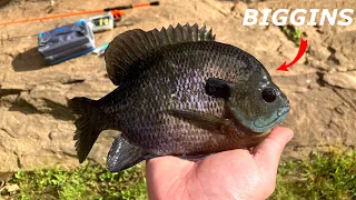 Bluegill Fishing for the BIG ONES!