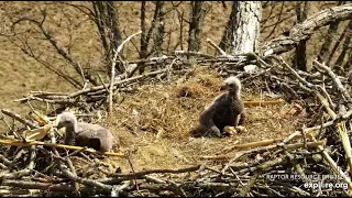Decorah North Nest 4-17-22, 11:45 am DN 15 & 16 snoozing on the rails, standing tall, moving around