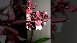орхидея камбрия #минуткавдохновения