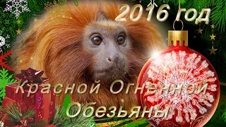 2016 Год Красной Огненной Обезьяны. Что ждать и в чем встречать год Обезьяны