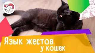 Язык кошачьих жестов: как определить настроение кошки