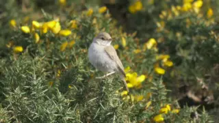 Booted Warbler (Hippolais caligata)