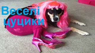 Кумедні собаки / Тваринки-бешкетники ч. 25 / Смішинки для дітей