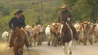 Cattle Drive (Texas Country Reporter)