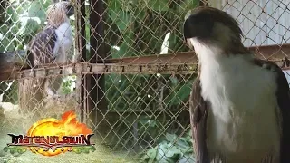 Philippine Eagle | Matanglawin