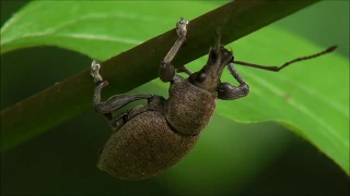 Jajčasti rilčkar (Otiorhynchus bisulcatus)