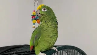 Teaching Parrot to Talk | Amazon Parrot