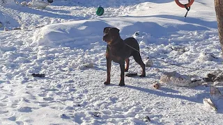 Распьюша голос! Ротвейлер