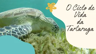 O Ciclo de Vida da Tartaruga | The Turtle Life Cycle